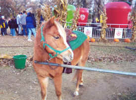 Pony/petting zoo rentals Tower Hill Stables